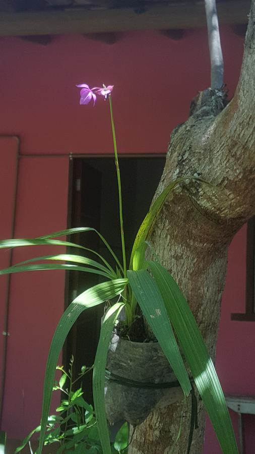 Pousada Grafite Trancoso Dış mekan fotoğraf